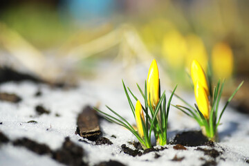 Spring flowers, white crocus snowdrops sun rays. White and yellow crocuses in the country in the spring. Fresh joyous plants bloomed. The young sprouts.