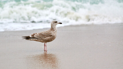 Larus michahellis, yellow-legged gull walking on sandy beach