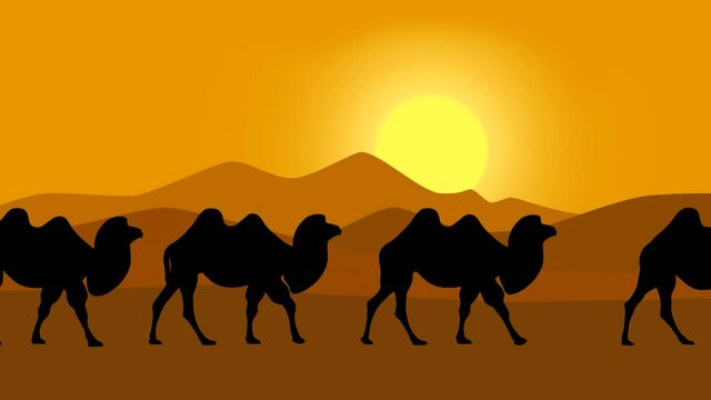 Sunset and caravan of Bactrian camels walking in the desert, animation with Bactrian camels