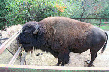 An American Buffalo Bizon in captivity is grazing behind the fence with green foliage in the background. © MeteBasar