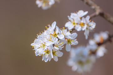 Branches of blossoming cherry macro with soft focus on gentle light blue sky background in sunlight with copy space.