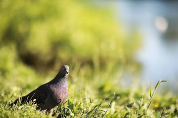 A bird relaxes in a pond on a lake on a Sunny day. Water lilies are swaying in the background.