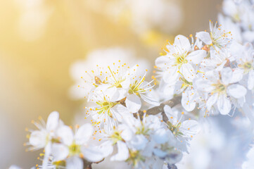 Branches of blossoming cherry macro with soft focus on gentle light blue sky background in sunlight with copy space.