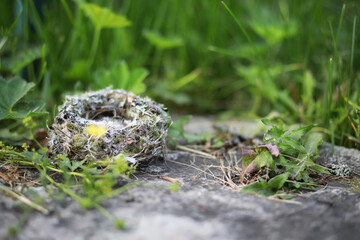 Empty bird's nest, with soft fluffy feathers. Concept of a warm comfortable home