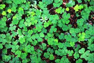 Background from plant clover four leaf. Irish traditional symbol. St.Patrick 's Day.