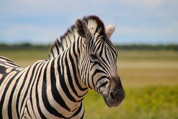 Fototapeta na wymiar Portrait of a Zebra in Etosha National Park