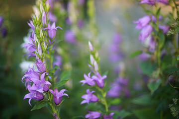 Wild flower. Little flowers on a green meadow.