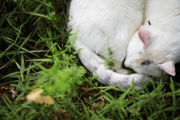 Fototapeta premium Portrait of striped cat, close up cute little gray cat, portrait of resting cat