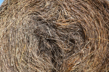 Bright spring greens at dawn in the forest. Nature comes to life in early spring.