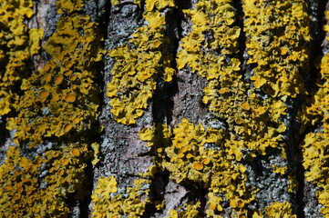 Yellow lichen on the bark of a tree. Background image.