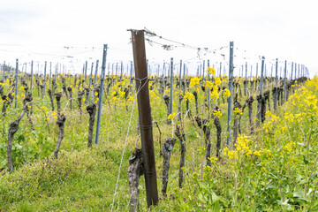 Weinreben mit blühenden Raps im Frühjahr
