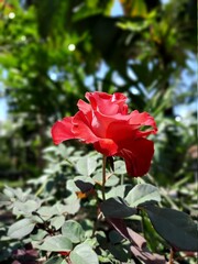 red rose in the garden
