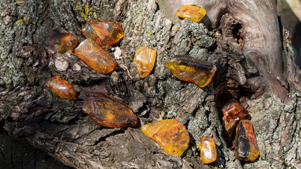 Lots of old Baltic amber stones on a cracked bark of the tree.  Ancient amber with plant inclusions, Slavic culture, wooden background