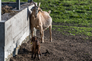 goat on the farm