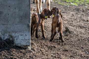 two young goats playing