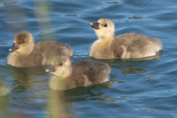 country goose and ducklings - gosling - baby goose in the grass