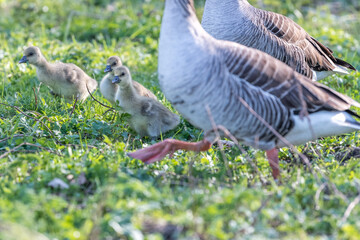Fototapeta premium gosling - baby goose in the grass