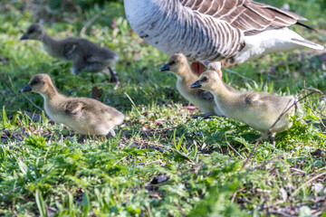country goose and goslings