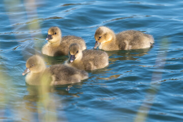 goslings - baby goose in the grass