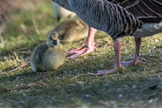 gosling - baby goose in the grass