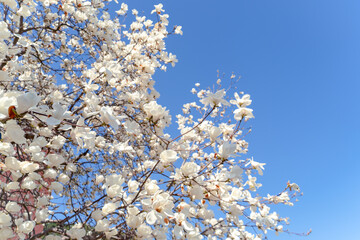 blooming tree