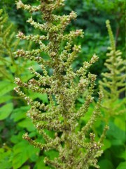 close up of fern leaf