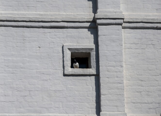 pigeons on the territory of an ancient monastery 
