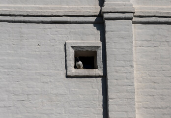 pigeons on the territory of an ancient monastery 
