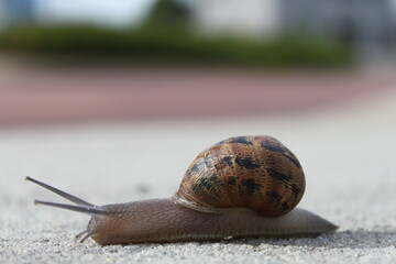Snail on the road. Slow animal. Australian snail.