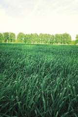 Bright spring greens at dawn in the forest. Nature comes to life in early spring.