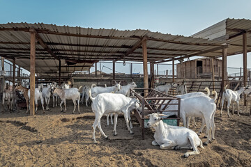 Group of goats on their farm, A goat farm where people come to buy the goat. Dammam, Saudi Arabia .