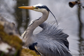 Grey heron (Ardea cinerea) close up at little pond at Zurich, Switzerland Photo taken April 11th, 2021.