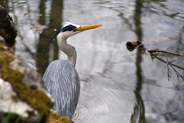 Grey heron (Ardea cinerea) close up at little pond at Zurich, Switzerland Photo taken April 11th, 2021.