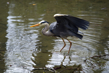 Grey heron (Ardea cinerea) close up at little pond at Zurich, Switzerland Photo taken April 11th, 2021.