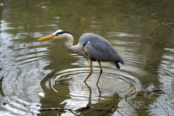 Grey heron (Ardea cinerea) close up at little pond at Zurich, Switzerland Photo taken April 11th, 2021.