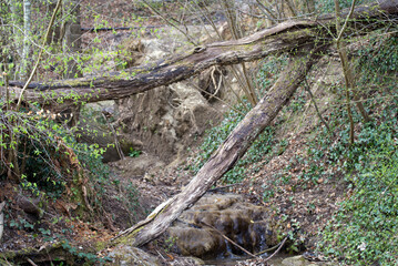 Naklejka na ściany i meble Upsilon shaped tree trunk with little river in the woods. Photo taken April 11th, 2021, Zurich, Switzerland.