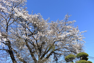長野原大津の桜