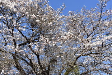 長野原大津の桜