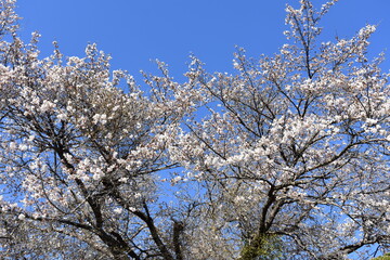 長野原大津の桜