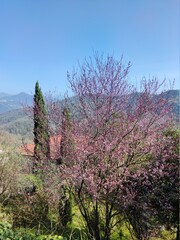 Springtime in Liguria, Italy, blooming