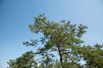 青空バックの松の木