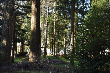 Obraz premium 群馬の名所 吾妻神社 春の風景