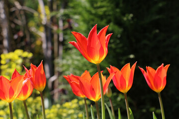 Bright orange tulip flowers, Tulipa ballerina, lily-flowered tulip, blooming in springtime 