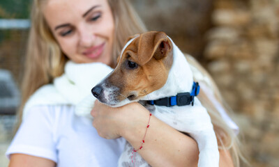 Portrait of lovely pet dog breed Jack Russell terrier, sits nearby his owner feels happy, put on his leash and collar . Outdoor photo, over street background