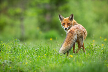 Beautiful red fox, vulpes vulpes, with fluffy tail standing and facing camera - obrazy, fototapety, plakaty