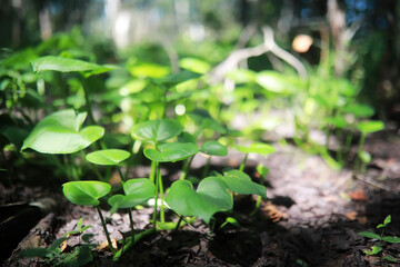 Bright spring greens at dawn in the forest. Nature comes to life in early spring.