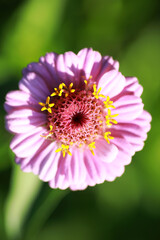 Obraz premium Wild flower. Little flowers on a green meadow.