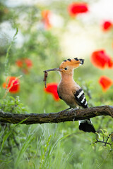 Beautiful eurasian hoopoe, upupa epops, on the meadow with earthworm in its beak © WildMedia