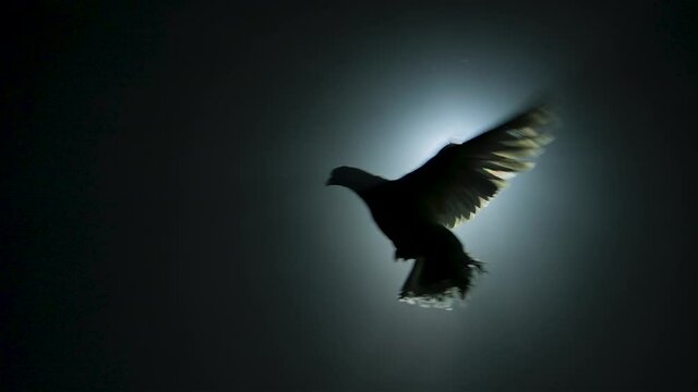 Bottom view of silhouette white dove flying in dark studio against backdrop of bright beam of light and boke. Bird flutters flapping wings, isolated on black background. Close up. Slow motion.