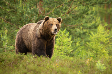 Plakat Brown bear standing with open mouth in forest in summer